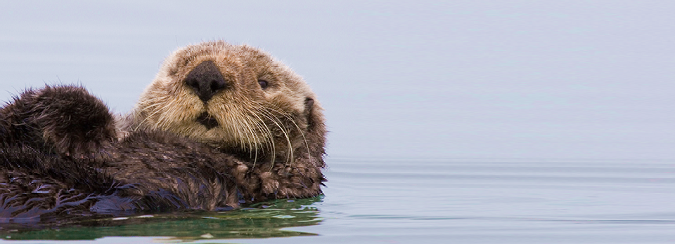 otters