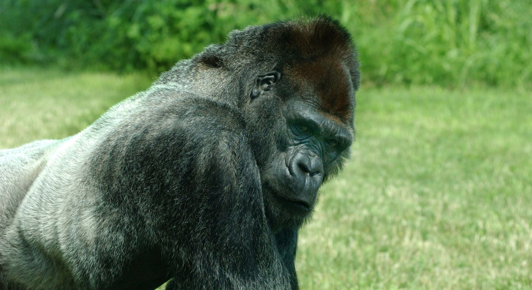 gorilla