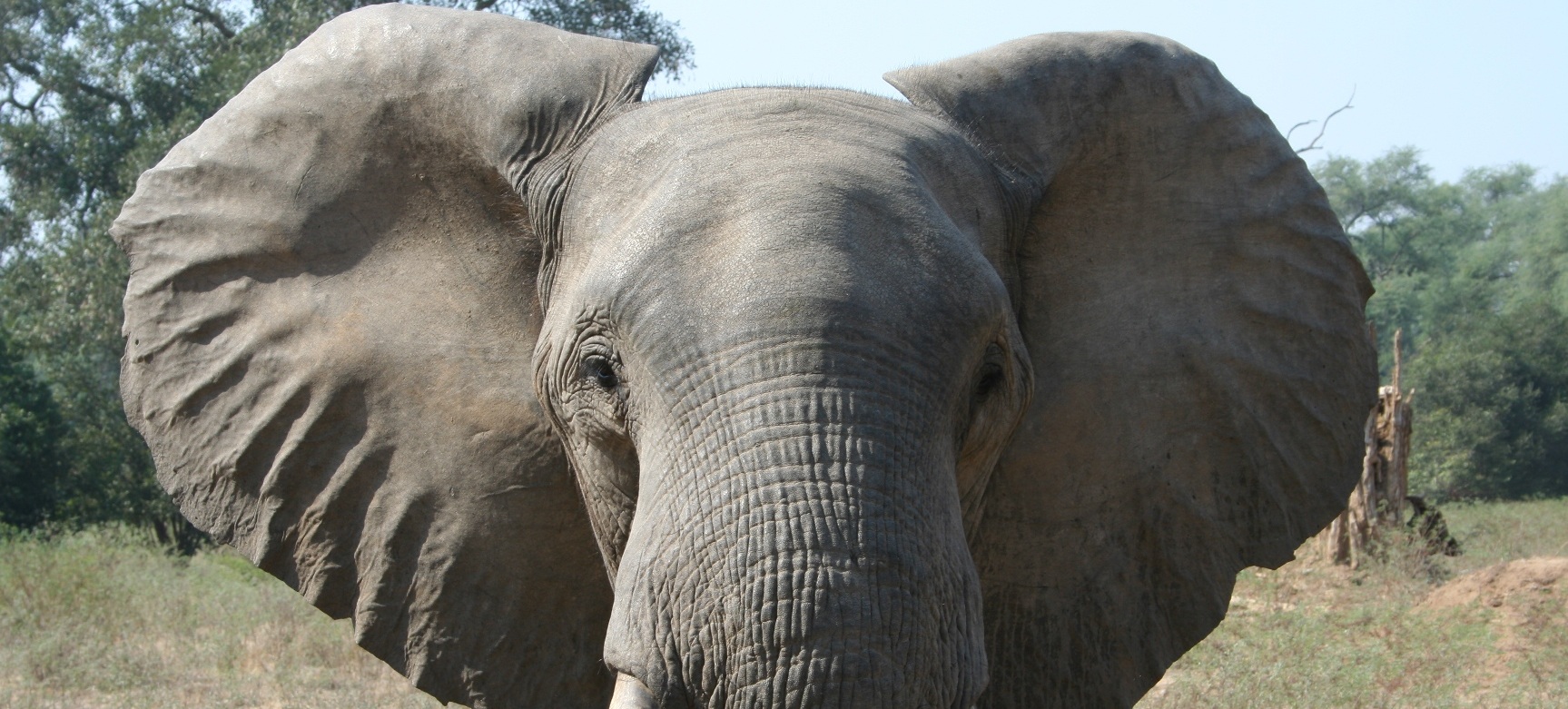 olifant